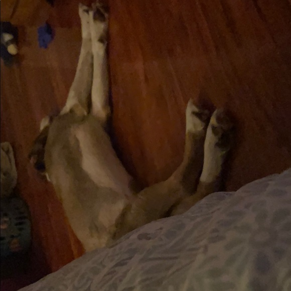 Meet your Posher, Annia - Picture 1 of 1